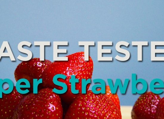 Taste Tester Strawberry Launch