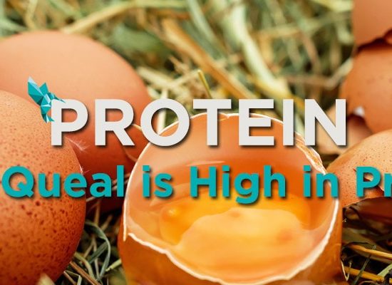 Protein in Queal